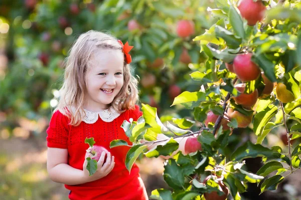 Menina colhendo maçã no jardim de frutas — Fotografia de Stock