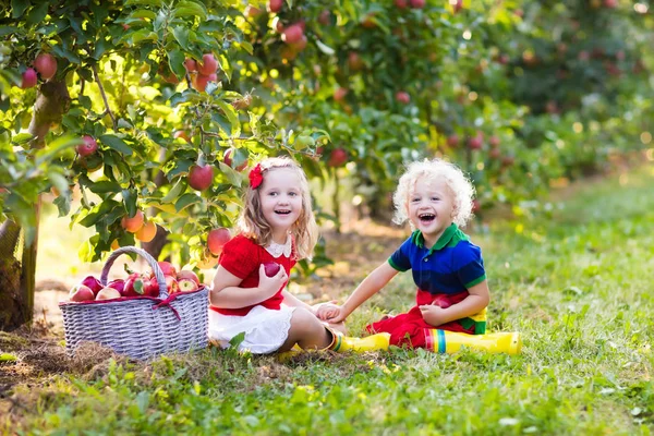 Dzieci zbieranie jabłek w ogrodzie owoców — Zdjęcie stockowe