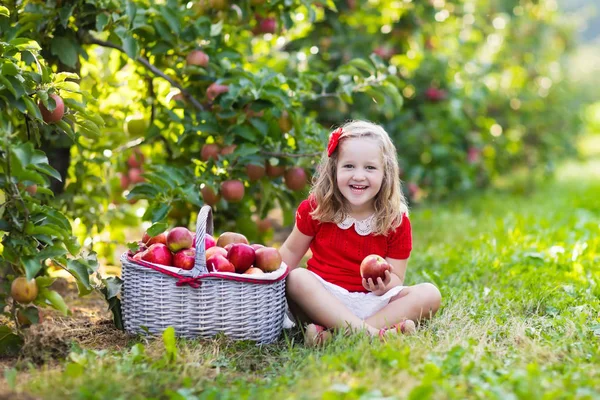 Malá holčička v ovocné zahradě při sbírání jablek — Stock fotografie