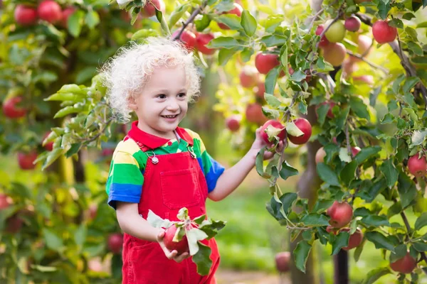 Little boy picking apple in fruit garden — Stock Photo, Image