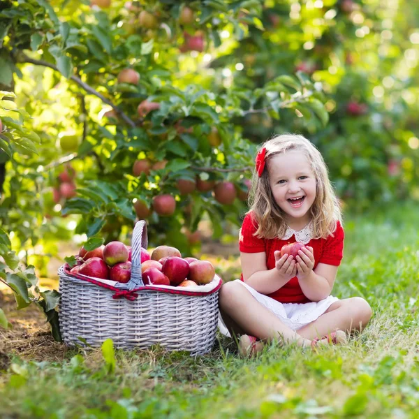 Niña recogiendo manzanas en el jardín de frutas —  Fotos de Stock