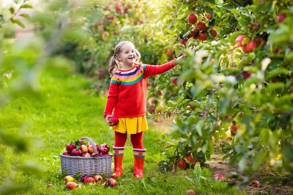 Malá holčička vyskladnění apple v ovocné zahradě — Stock fotografie