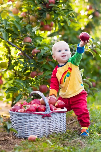 Niño recogiendo manzanas en el jardín de frutas — Foto de Stock