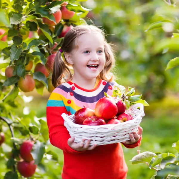 Kleines Mädchen pflückt Apfel im Obstgarten — Stockfoto