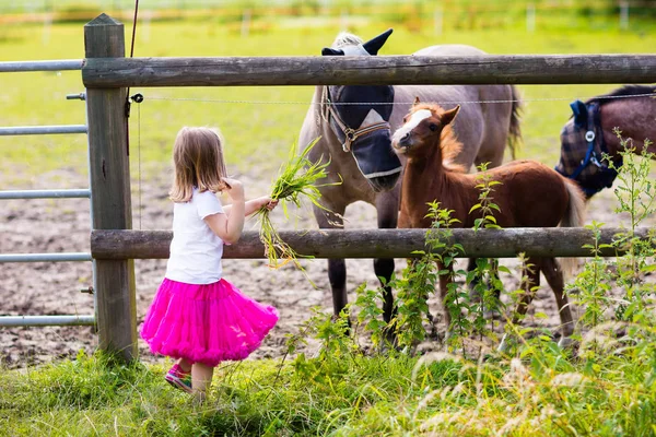 Niña alimentando a caballo bebé en rancho —  Fotos de Stock