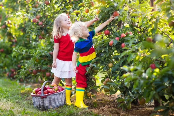 Niños recogiendo manzanas en el jardín de frutas —  Fotos de Stock