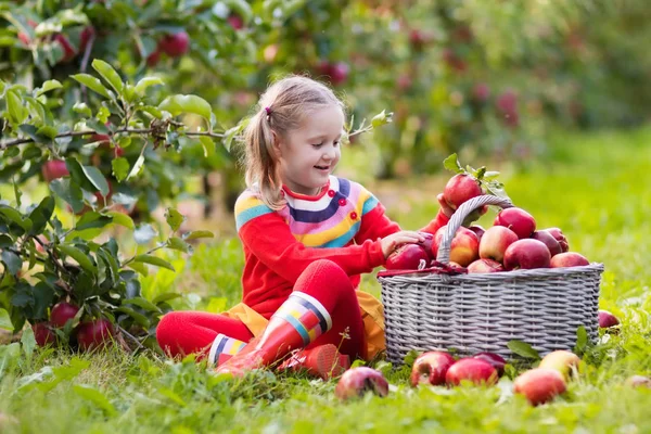 Niña recogiendo manzana en jardín de frutas — Foto de Stock