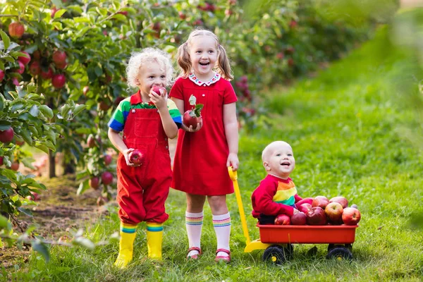 Niños recogiendo manzanas en el jardín de frutas —  Fotos de Stock