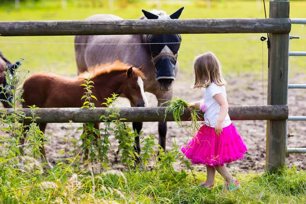 Little girl feeding baby horse on ranch — Stock Photo, Image