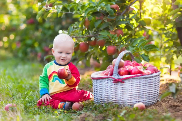 Niño recogiendo manzanas en el jardín de frutas — Foto de Stock
