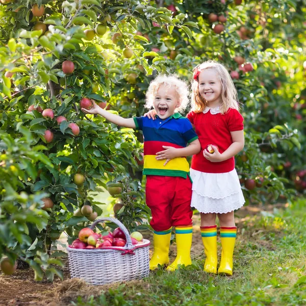 Niños recogiendo manzanas en el jardín de frutas — Foto de Stock
