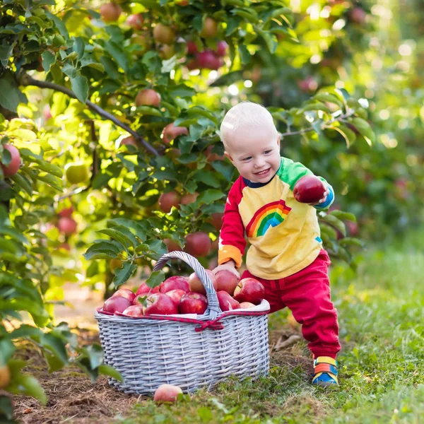 Bayi laki-laki memetik apel di kebun buah — Stok Foto