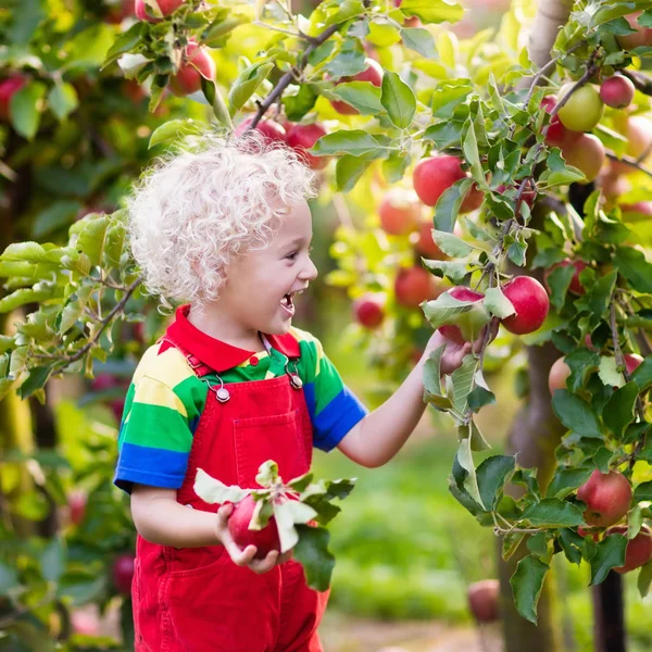 Liten pojke plockning apple i fruktträdgård — Stockfoto