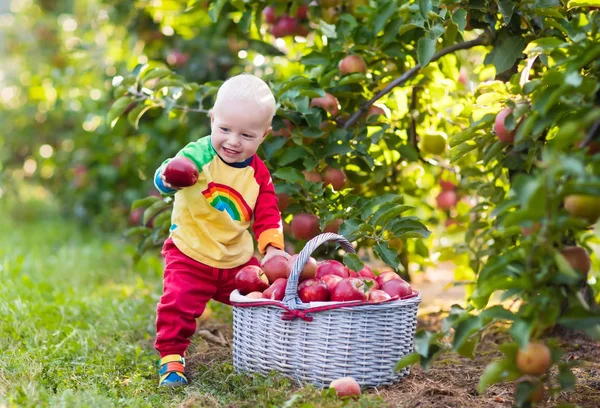 Bambino raccogliendo mele nel giardino di frutta — Foto Stock