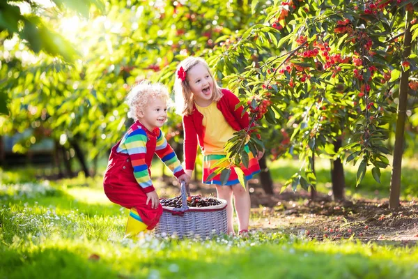 Kids picking cherry on a fruit farm garden — Stock Photo, Image