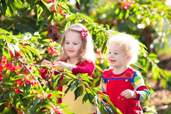 Niños recogiendo cereza en un huerto de frutales — Foto de Stock