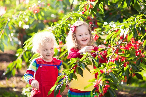 Діти збирають вишню на фруктовому саду — стокове фото