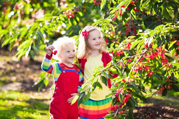 Niños recogiendo cereza en un huerto de frutales —  Fotos de Stock