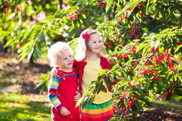 Kids picking cherry on a fruit farm garden — Stock Photo, Image