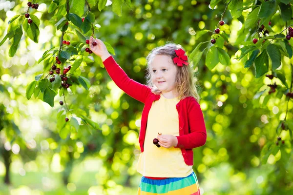 Küçük kız kiraz meyve bahçesinde toplama — Stok fotoğraf
