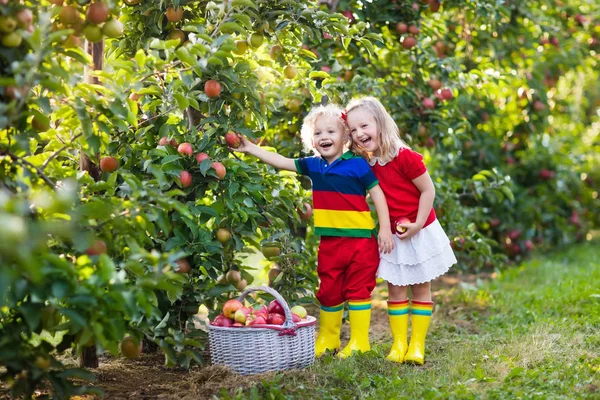 Meyve bahçesinde elma toplama çocuklar — Stok fotoğraf