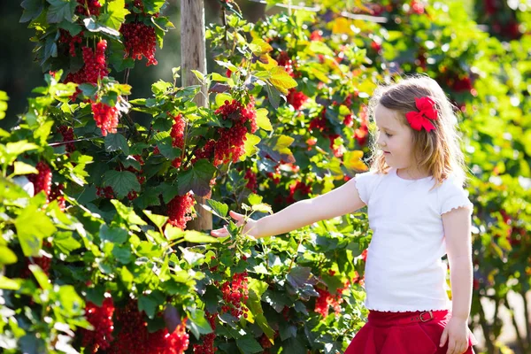 Ragazzina raccogliendo ribes rosso in giardino — Foto Stock