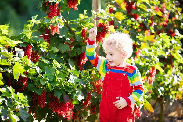 Küçük çocuk malzeme çekme Frenk üzümü berry — Stok fotoğraf