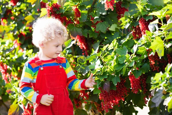 Küçük çocuk malzeme çekme Frenk üzümü berry — Stok fotoğraf