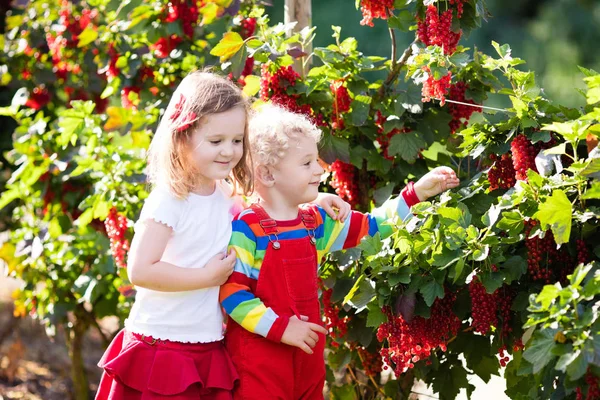 Kids picking red currant berry in the garden — Stock Photo, Image