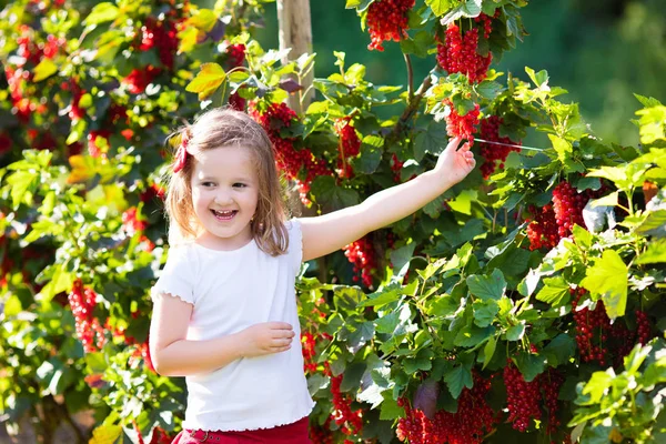 Küçük kız bahçede Frenk üzümü toplama — Stok fotoğraf