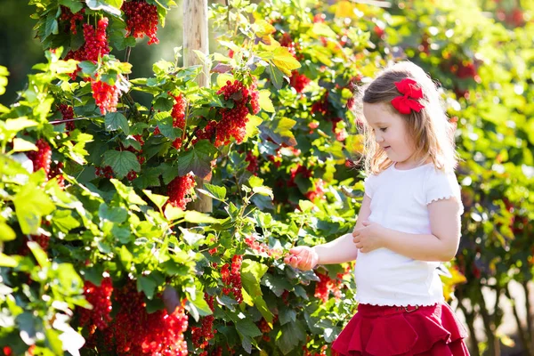Mała dziewczynka, zbierając czerwone porzeczki w ogrodzie — Zdjęcie stockowe