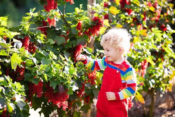 Malý chlapec výdeje červeného rybízu berry — Stock fotografie