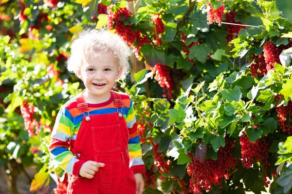 Küçük çocuk malzeme çekme Frenk üzümü berry — Stok fotoğraf