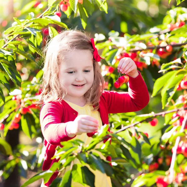 Gadis kecil memetik ceri di kebun buah — Stok Foto