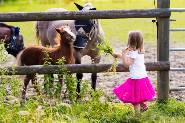 Little girl feeding baby horse on ranch — Stock Photo, Image