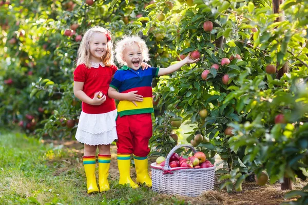 Kinderen plukken appels in groente tuin — Stockfoto
