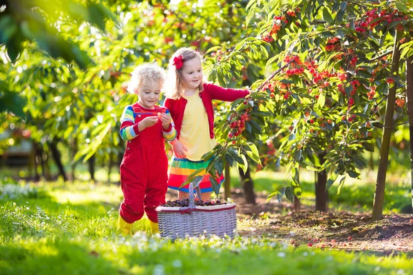 Τα παιδιά βάζουν κεράσι με έναν κήπο φρούτων αγρόκτημα — Φωτογραφία Αρχείου