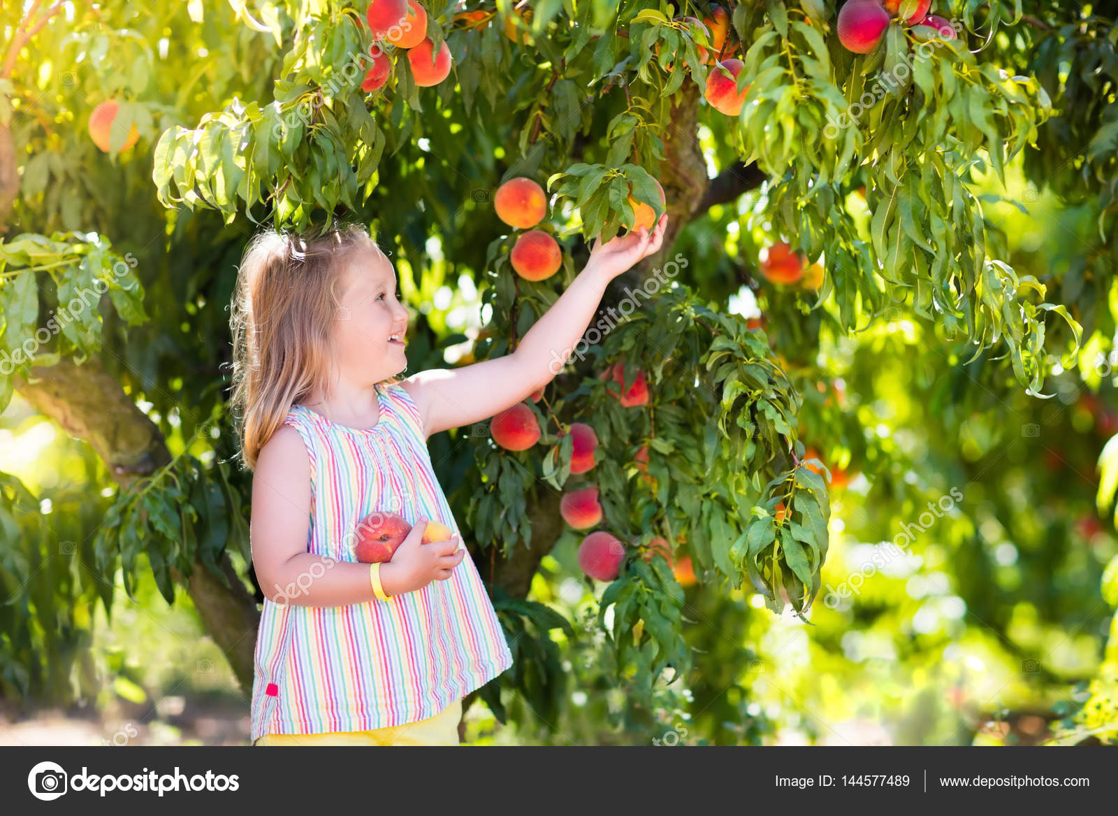 яблоня в саду. сбор урожая в саду. яблоки в саду. фруктовый сад собери. осенний сбор урожая.