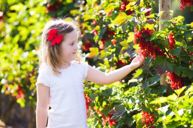 Küçük kız bahçede Frenk üzümü toplama