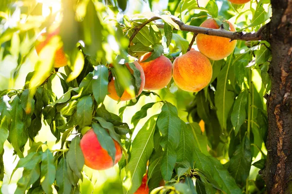 Pêssego maduro fresco na árvore no pomar de verão — Fotografia de Stock