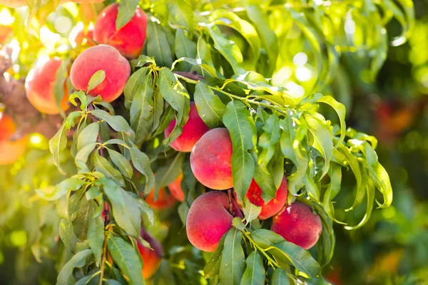 Pesca matura fresca sull'albero nel frutteto estivo — Foto Stock