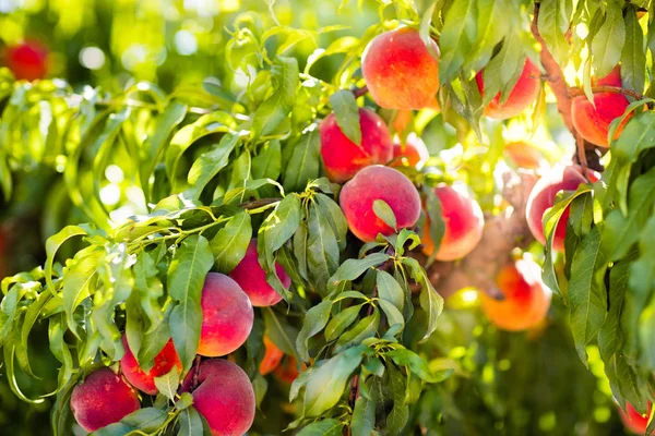 Verse rijpe perzik op boom in zomer boomgaard — Stockfoto