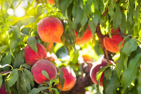 Verse rijpe perzik op boom in zomer boomgaard — Stockfoto