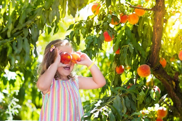 Anak memetik dan makan buah persik dari pohon buah — Stok Foto