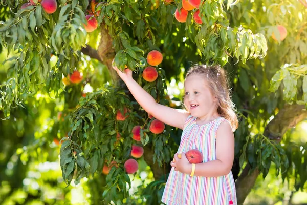 Criança colhendo e comendo pêssego da árvore de frutas — Fotografia de Stock