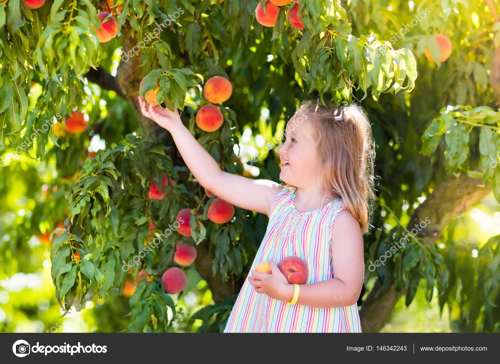 Child Picking And Eating Peach From Fruit Tree Stock Photo