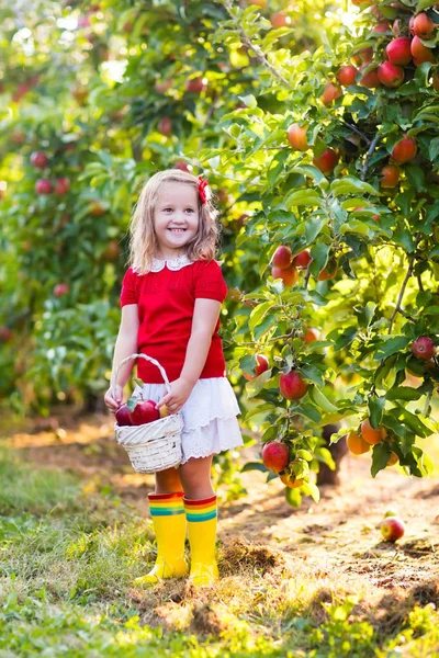 Ragazzina raccogliendo mele in giardino di frutta — Foto Stock