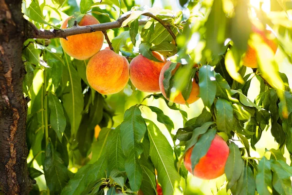 Verse rijpe perzik op boom in zomer boomgaard — Stockfoto