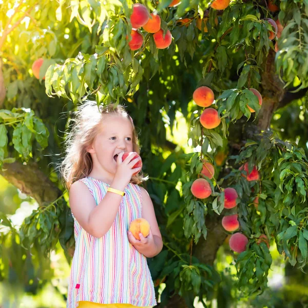 Anak memetik dan makan buah persik dari pohon buah — Stok Foto