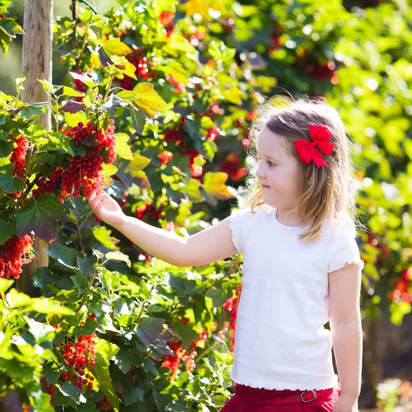 Το μικρό κορίτσι να πάρει κόκκινη σταφίδα στον κήπο — Φωτογραφία Αρχείου